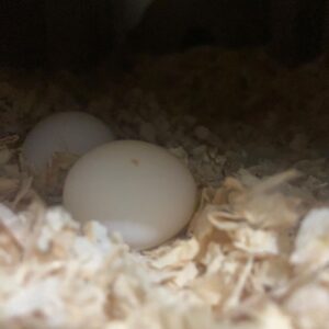 Senegal parrot egg