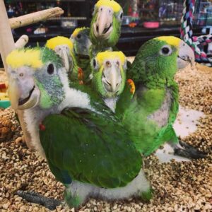 Baby Double Yellow Headed Amazon