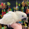 Baby Umbrella Cockatoo