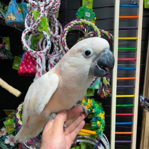 Baby Moluccan Cockatoo