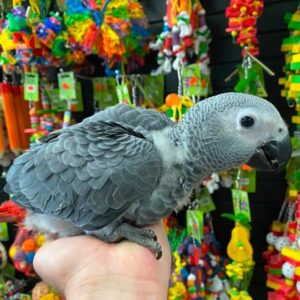 Baby African Grey Parrot