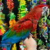 Green Wing Macaw
