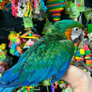 Harlequin macaw for sale