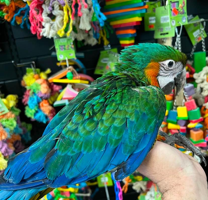 Harlequin macaw for sale Harlequin macaw for sale