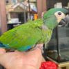 Baby Illiger's Macaw