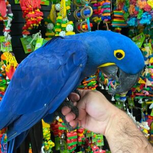 Baby Hyacinth macaw