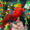 Baby Eclectus Parrot