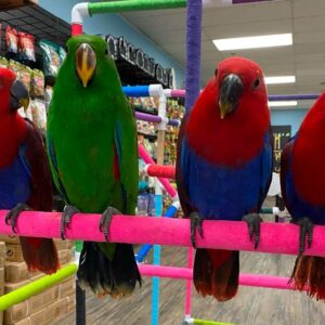 Baby Eclectus Parrot
