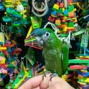 Baby Hahn's macaw for sale