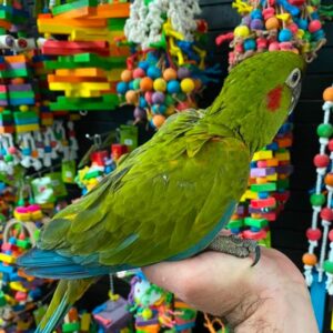 Red-fronted Macaw