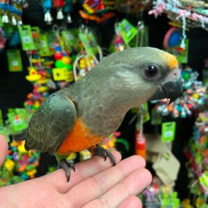 Red Bellied parrot