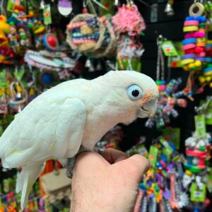 Goffin's Cockatoo
