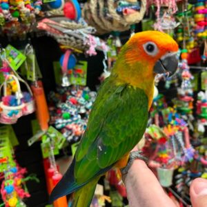 Sun Conure