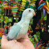 Blue Crossover Quaker Parrot