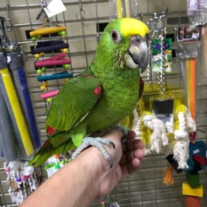 Yellow-Crowned Amazon Parrot