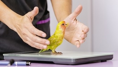 veterinarian-doctor-making-check-kramer-260nw-675958894