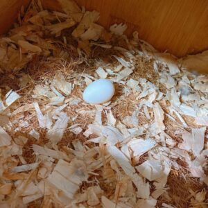 Buy Fertile Caique Parrot Eggs