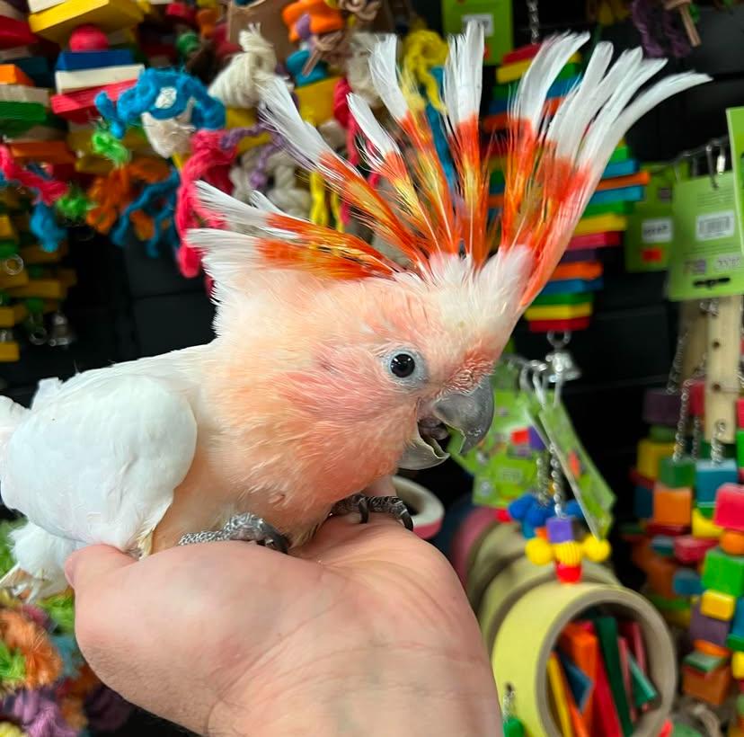 Buy Healthy Major Mitchell's Cockatoo Buy Healthy Major Mitchell's Cockatoo