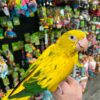 Buy Golden Conure