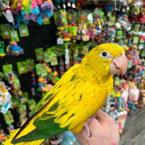 Buy Golden Conure