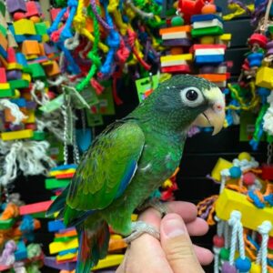 Healthy White-Capped Pionus