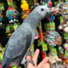 African Grey Parrot