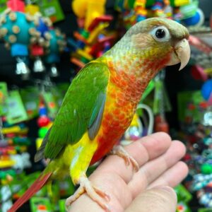 High Red Pineapple Green Cheek Conure