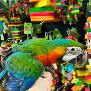 Buy Healthy Catalina Macaw