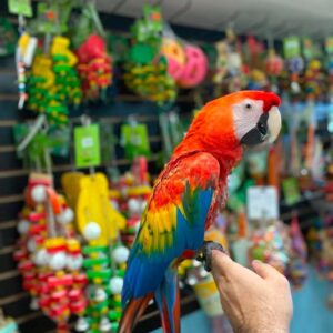 Buy Healthy Scarlet Macaw