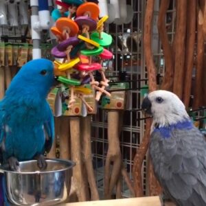 Blue Solomon Island Eclectus